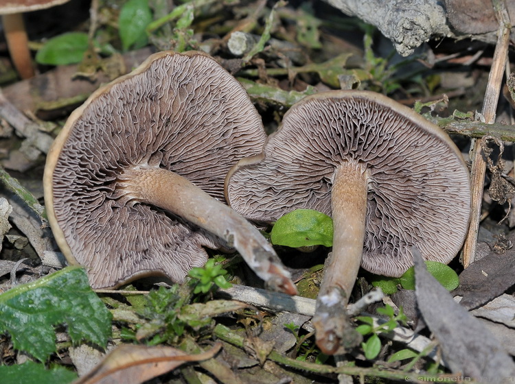 Galerina? (cfr. Hypholoma ericaeum)